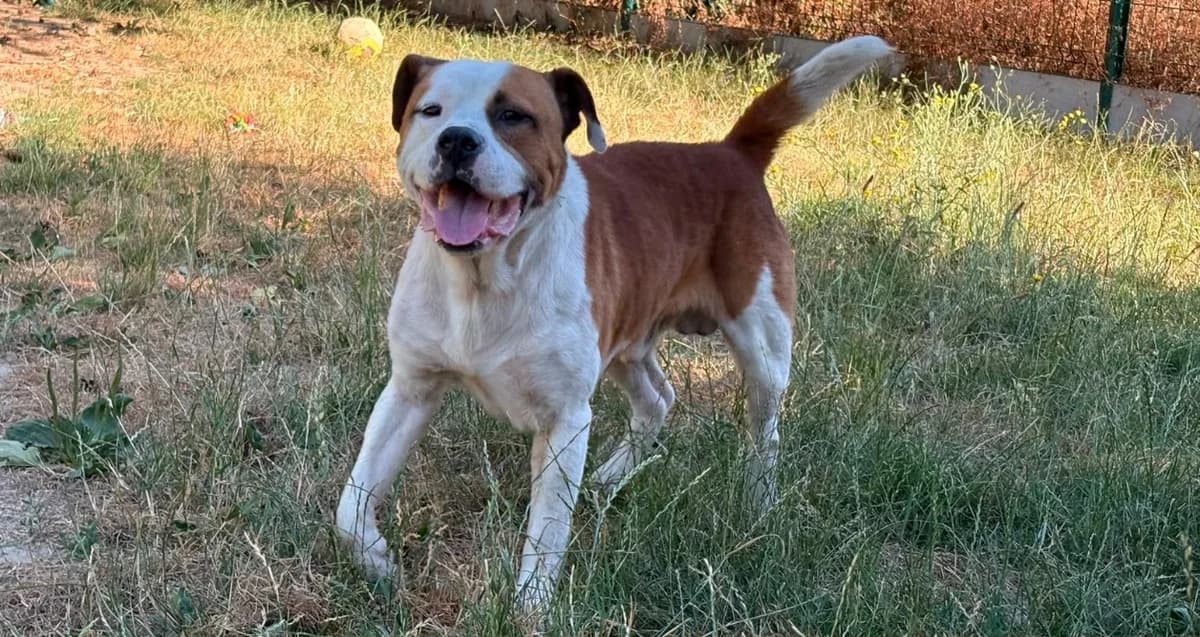 REÏKO, male 5yo Staffordshire Bull Terrier for adoption at SPA Cholet, Cholet