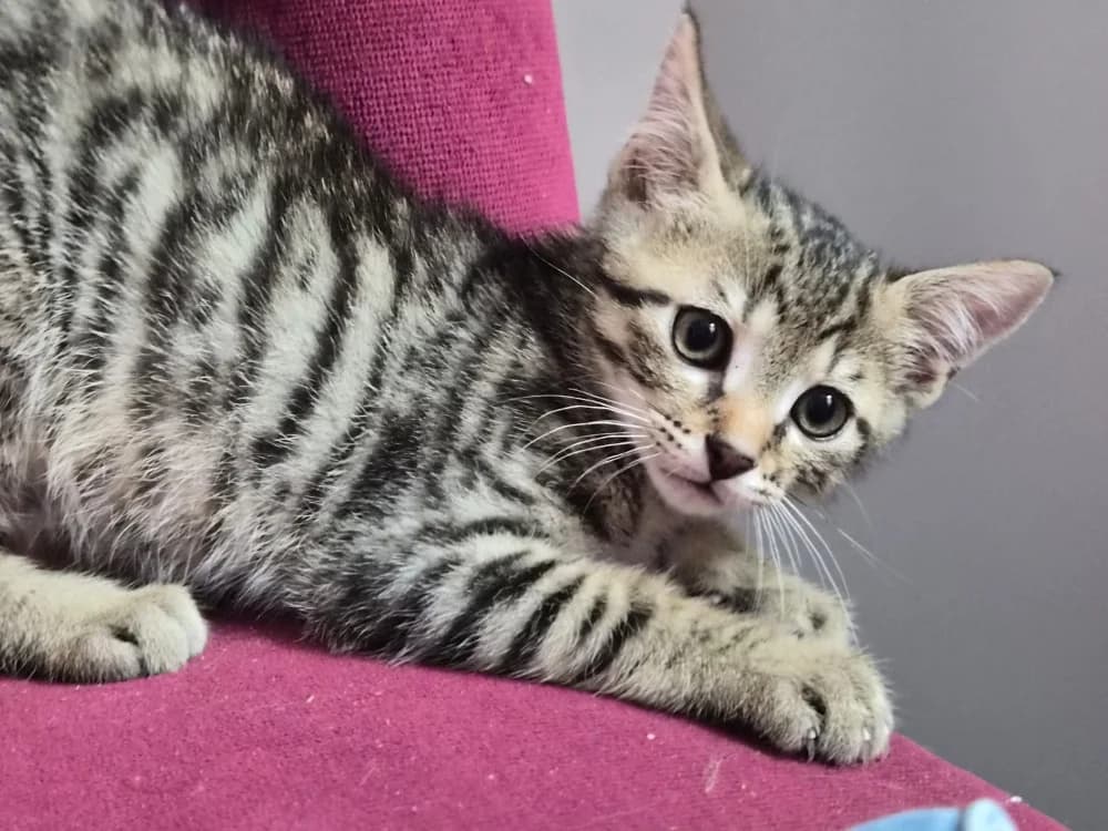 Diva, female puppy mixed breed for adoption at SPA Cholet, Cholet