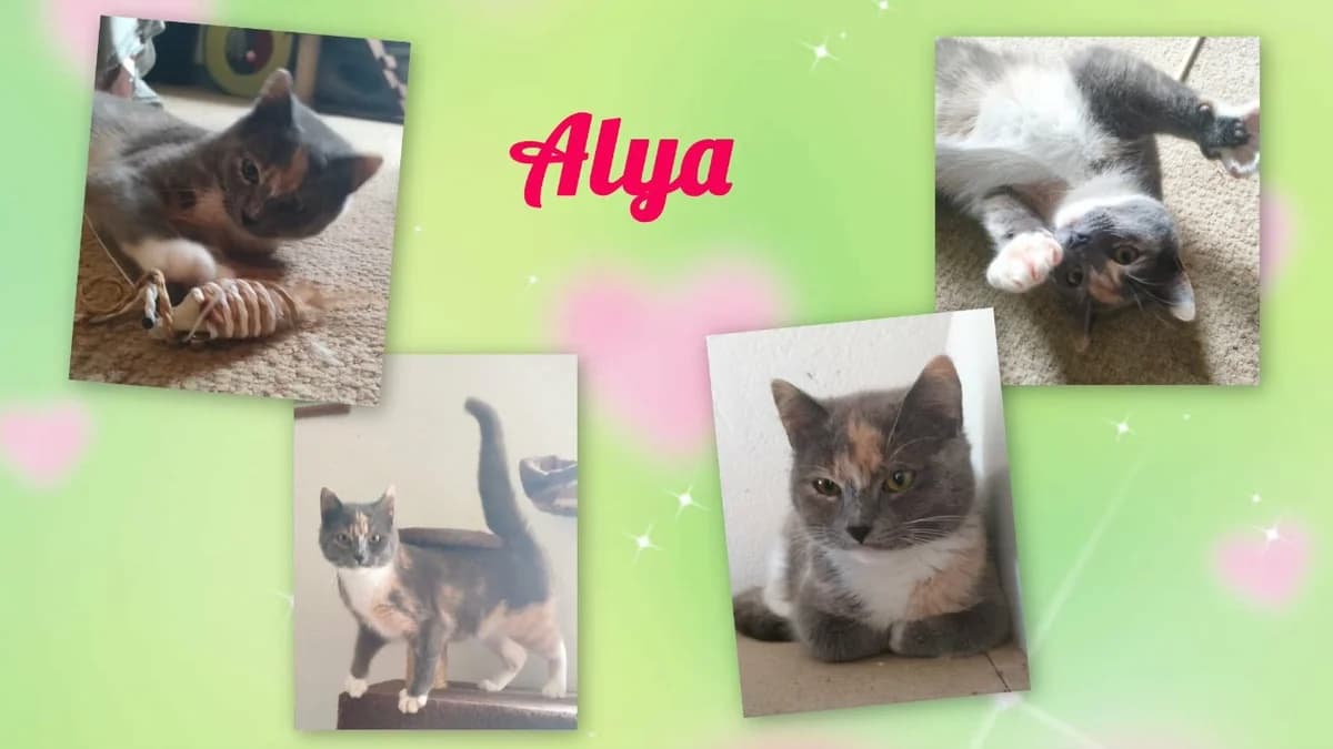 ALYA, female young mixed breed for adoption at SPA Cholet, Cholet