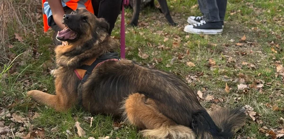 SAM, male senior Irish Setter for adoption at SPA Cholet, Cholet