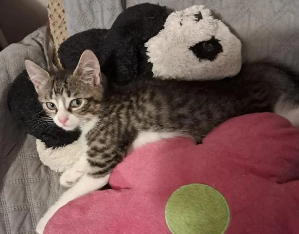 macha, female mixed breed for adoption at SPA Cholet, Cholet