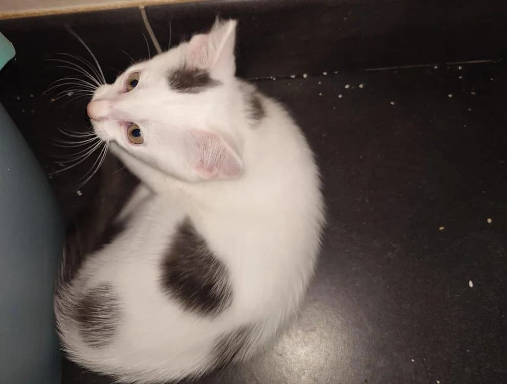 BOUNTY (bb Bliss), male puppy Mixed Breed for adoption at SPA Cholet, Cholet
