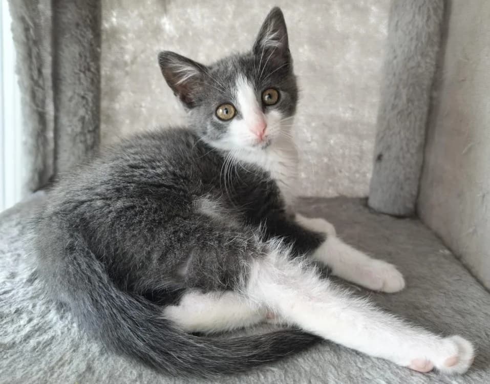 GINOSA, female Mixed Breed for adoption at SPA Cholet, Cholet