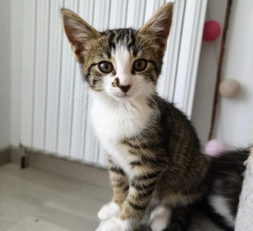 TALET, female Mixed Breed for adoption at SPA Cholet, Cholet