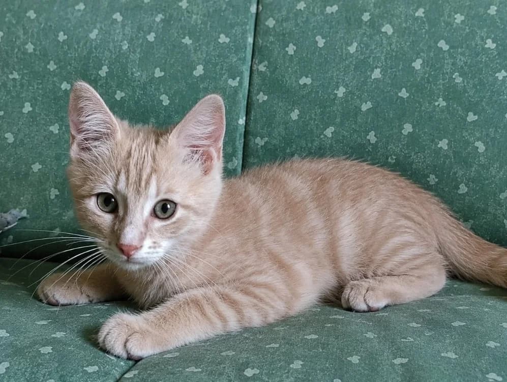 Bbroux, male Mixed Breed for adoption at SPA Cholet, Cholet