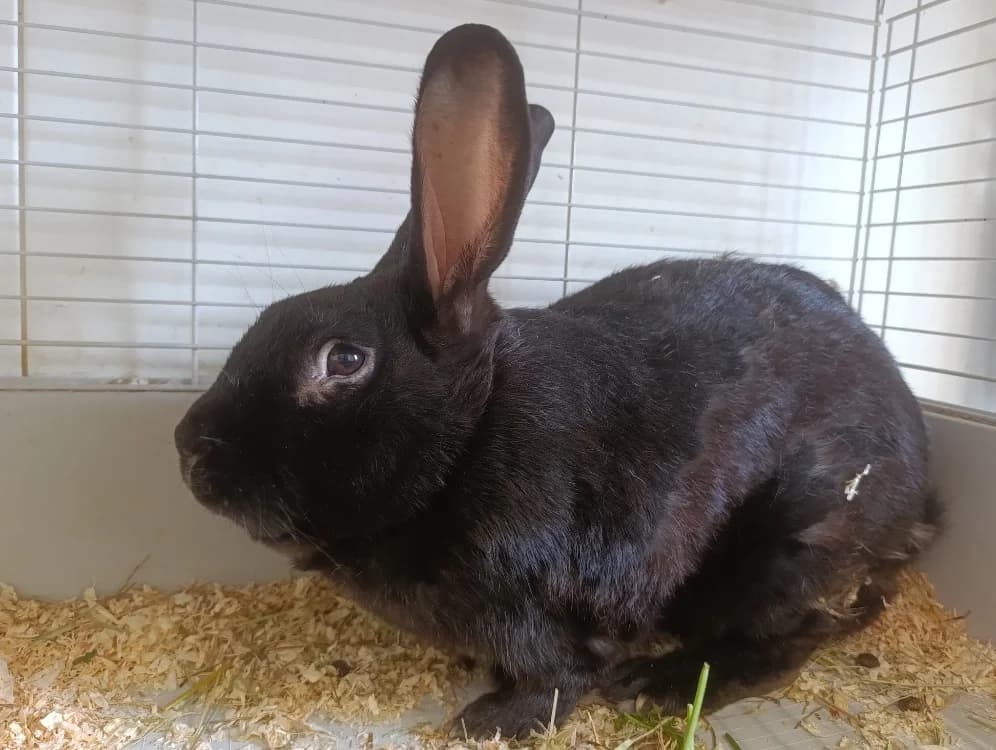 Shadow, female German Shepherd for adoption at SPA Cholet, Cholet