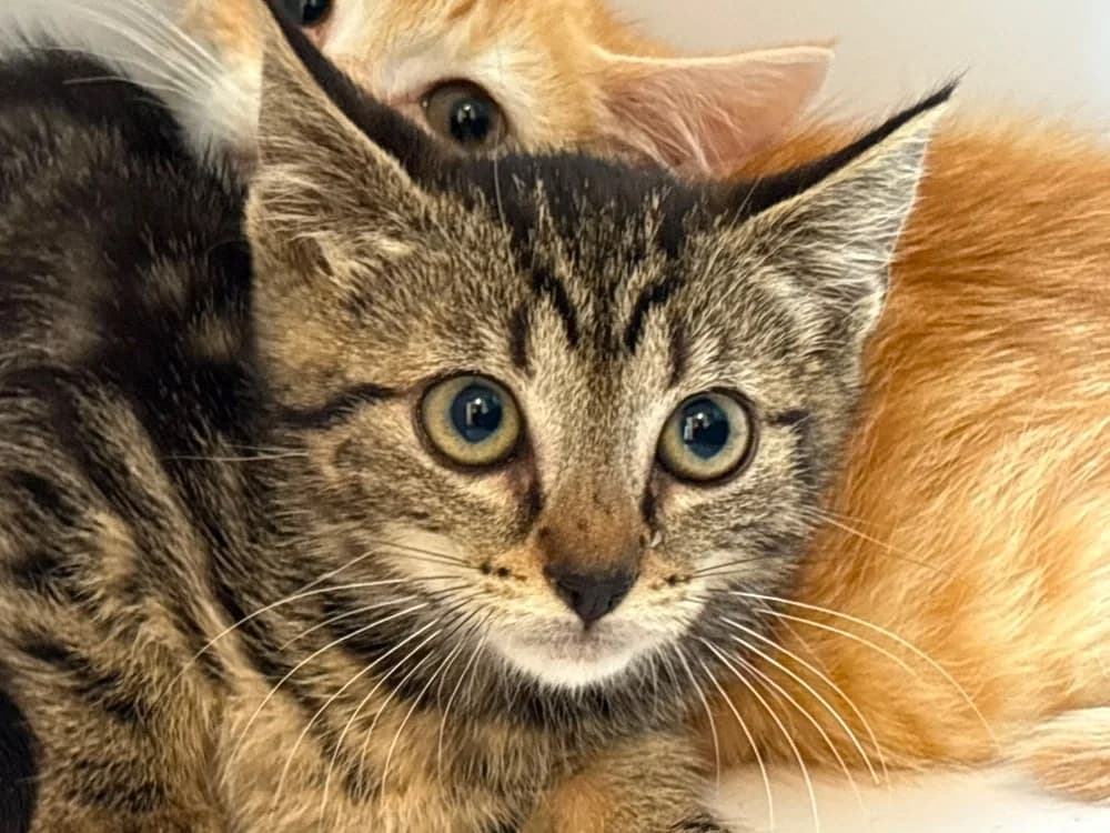 CIRI, female Mixed Breed for adoption at SPA Cholet, Cholet