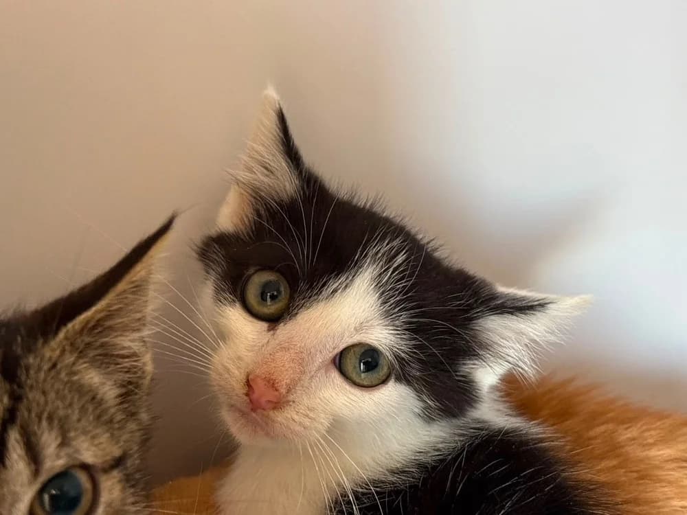 NOVA, female Mixed Breed for adoption at SPA Cholet, Cholet