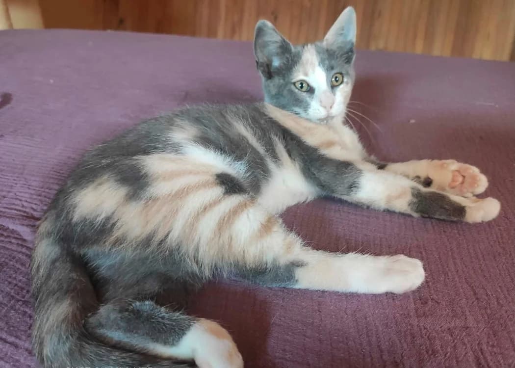 FANTASIA, female Mixed Breed for adoption at SPA Cholet, Cholet