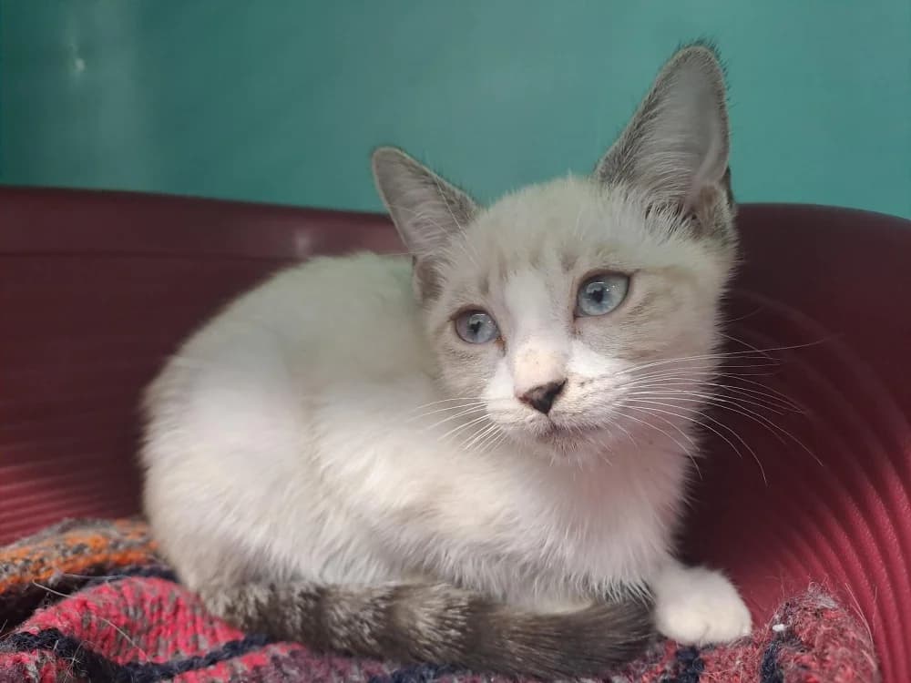 Yuzu (réservé), female Mixed Breed for adoption at SPA Cholet, Cholet