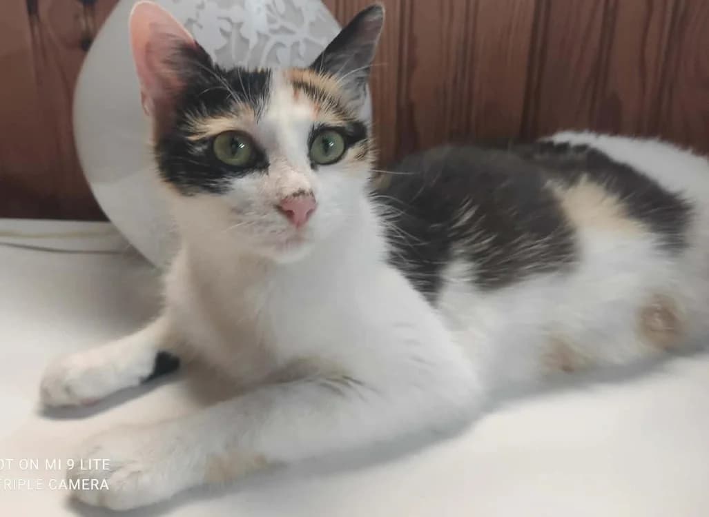 SUSHI, female Mixed Breed for adoption at SPA Cholet, Cholet