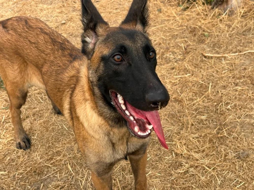 BOSKO, male Belgian Malinois for adoption at SPA Cholet, Cholet
