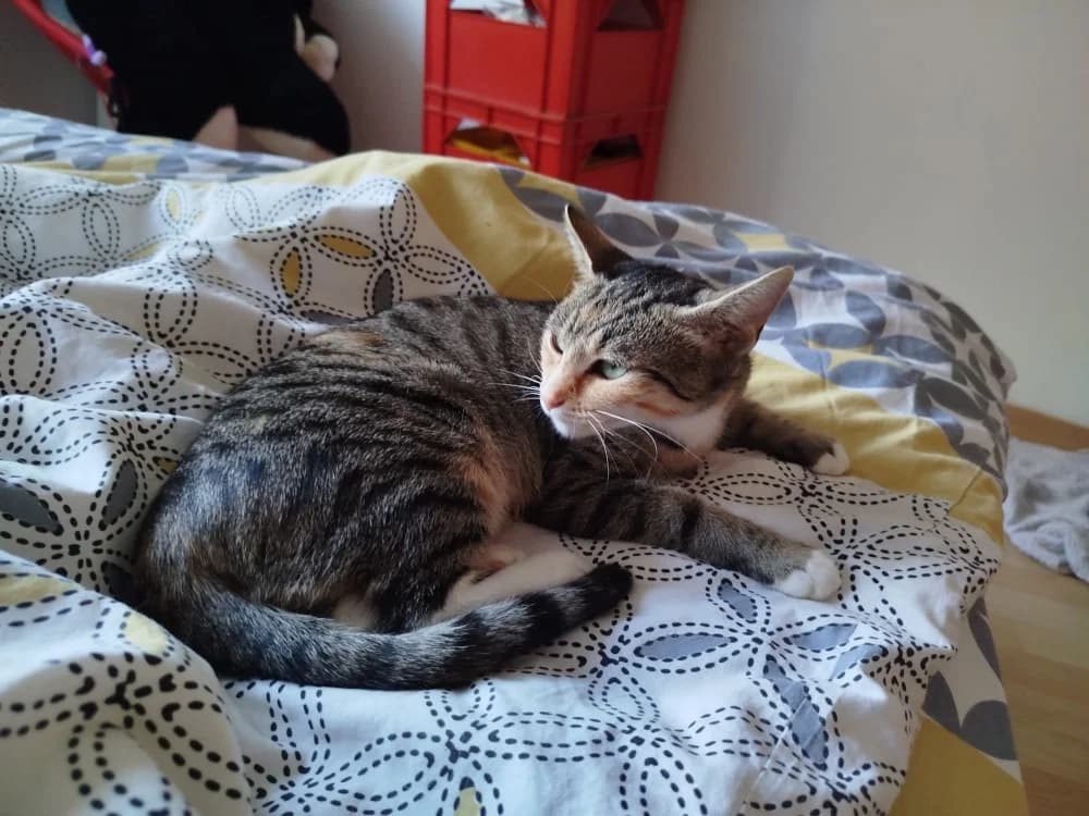 PRALINE, female young mixed breed for adoption at SPA Cholet, Cholet