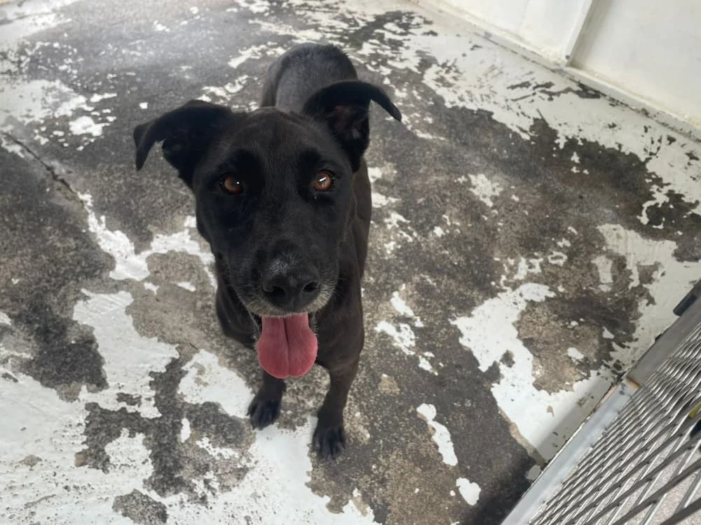 XIMA, female 5yo Mixed Breed for adoption at SPA Cholet, Cholet