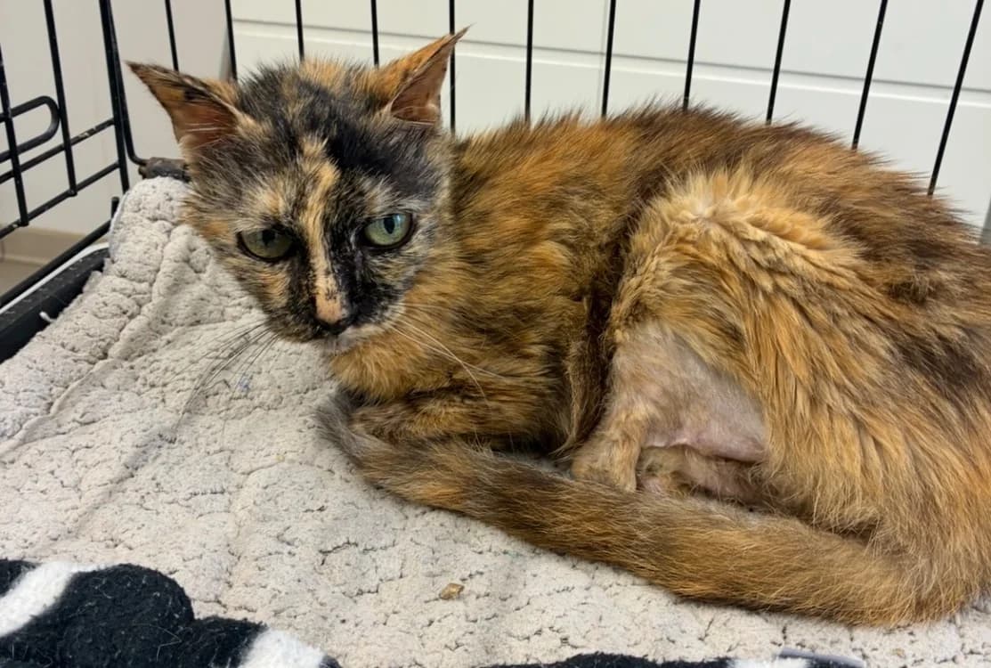 MINETTE, female senior Mixed Breed for adoption at SPA Cholet, Cholet