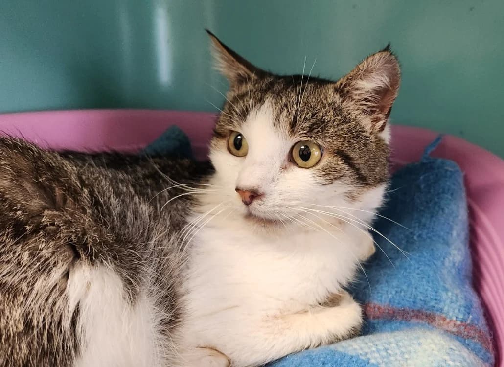 MIAOUDAMOUR, male 5yo Mixed Breed for adoption at SPA Cholet, Cholet