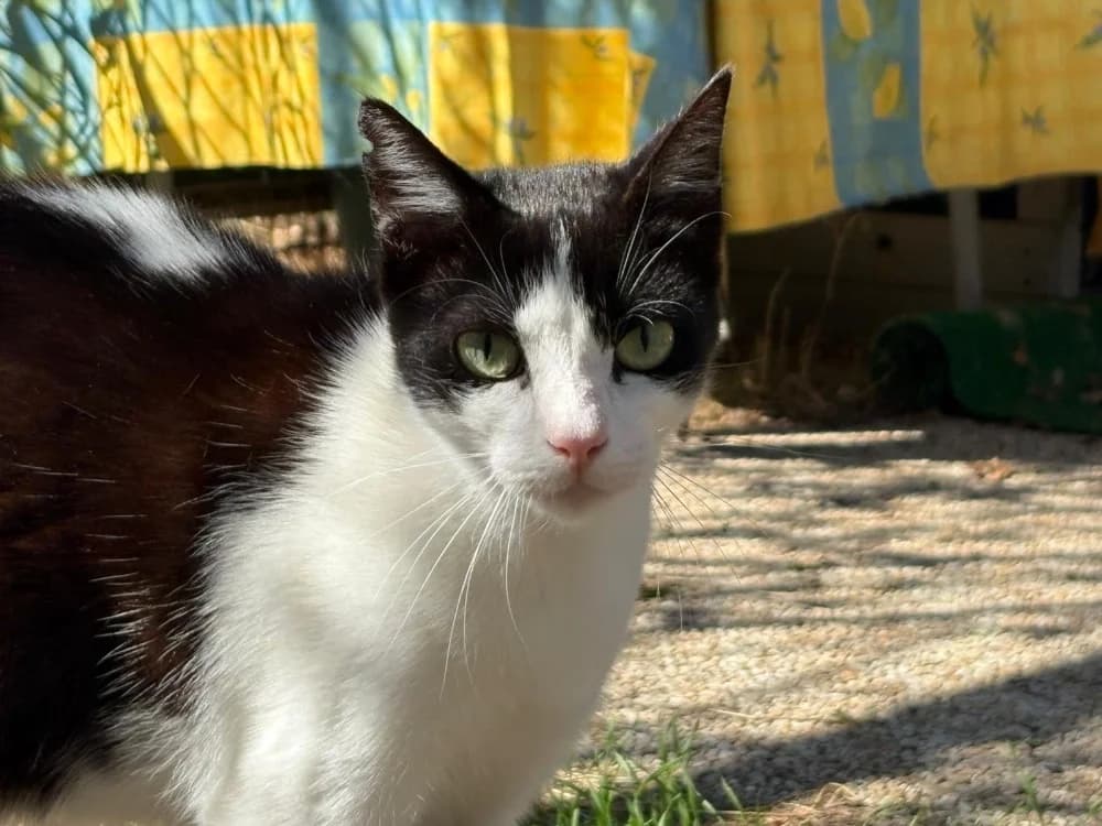 PEP'S, male Mixed Breed for adoption at SPA Cholet, Cholet