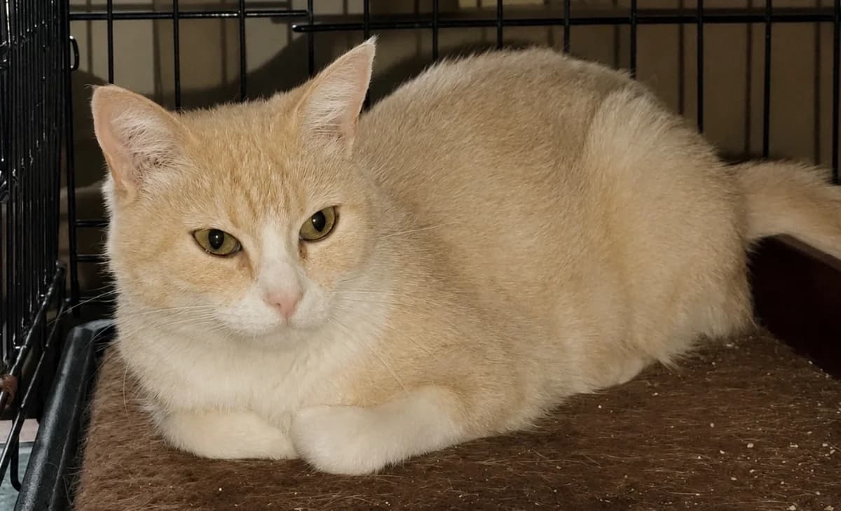 Mimiroux, female 4yo Mixed Breed for adoption at SPA Cholet, Cholet
