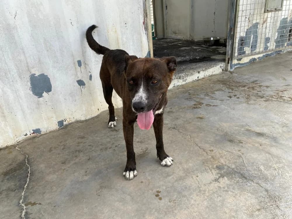 TI- COEUR, male 3yo mixed breed for adoption at SPA Cholet, Cholet