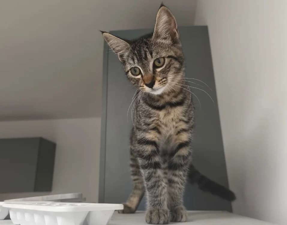 MOUCHE, female mixed breed for adoption at SPA Cholet, Cholet