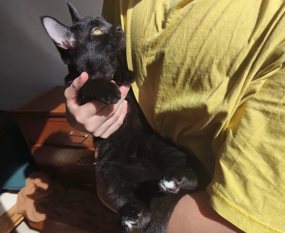 BILLIE, female puppy Chihuahua for adoption at SPA Cholet, Cholet