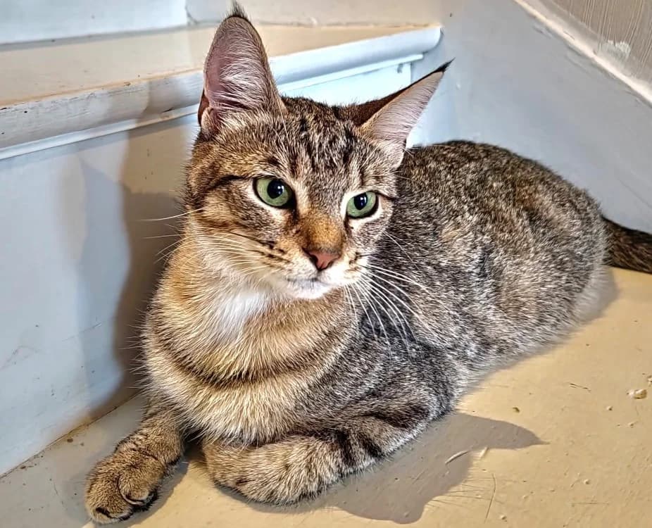 MIA, female 3yo mixed breed for adoption at SPA Cholet, Cholet