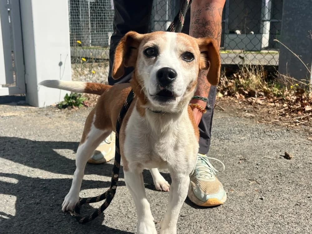 CHARLOTTE, female senior Dachshund for adoption at SPA Cholet, Cholet