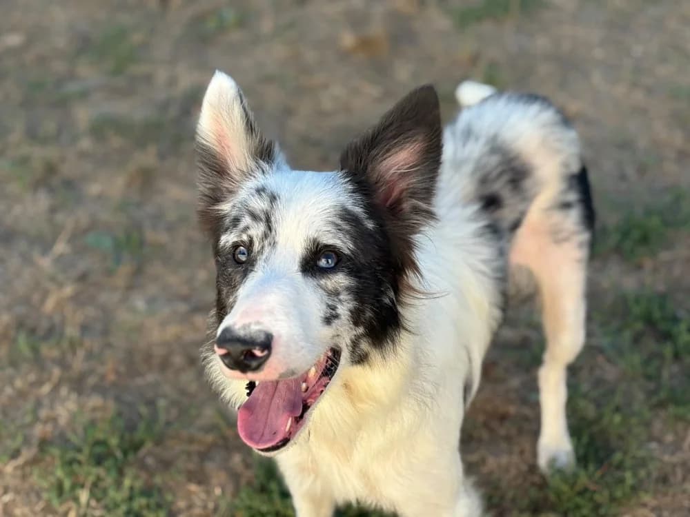 PEPITO, male young Border Collie for adoption at SPA Cholet, Cholet
