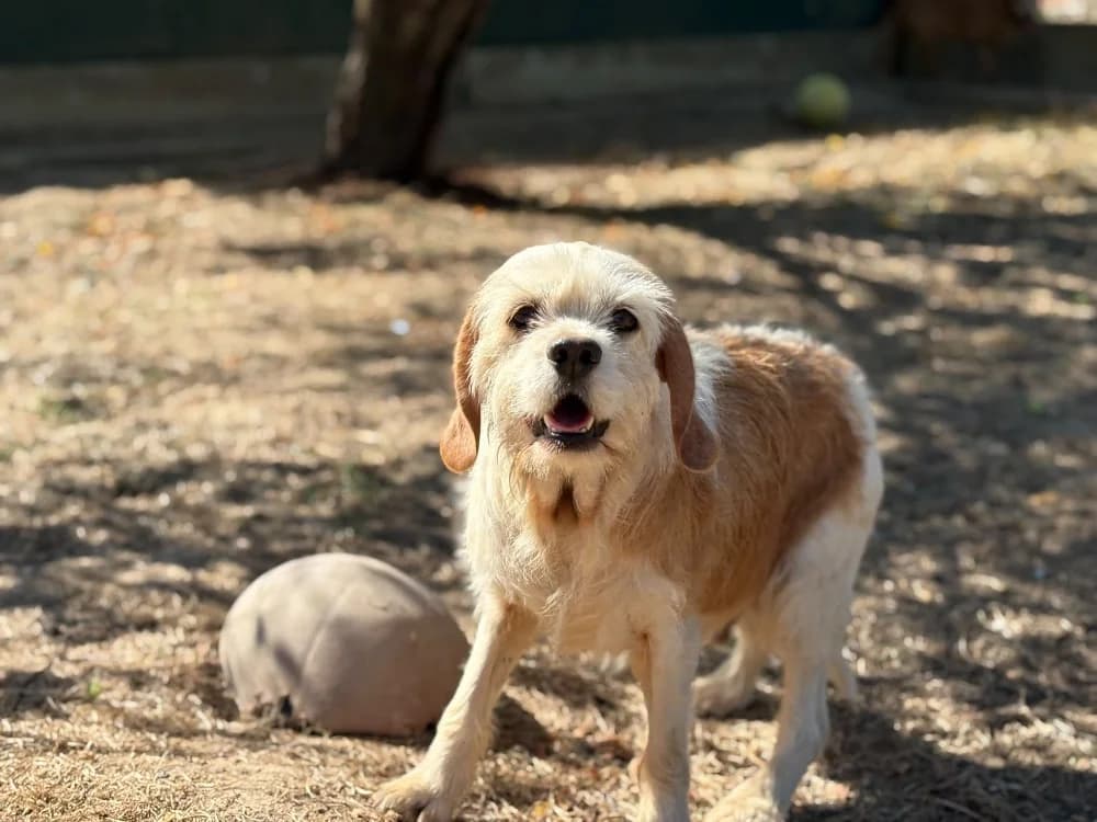 ASHA, female 7yo Beagle for adoption at SPA Cholet, Cholet