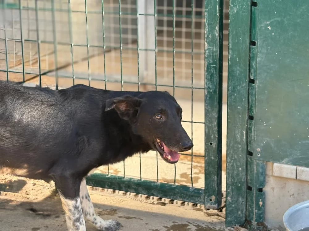 Cornichon, male young mixed breed for adoption at SPA Cholet, Cholet