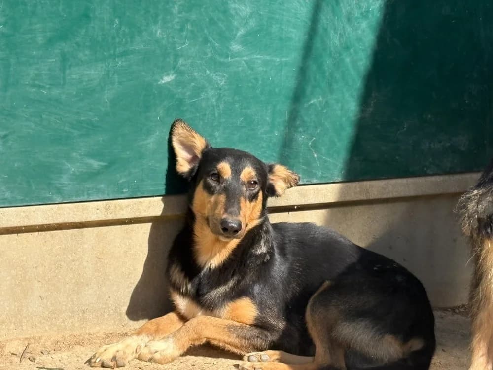 Trefle, male young mixed breed for adoption at SPA Cholet, Cholet