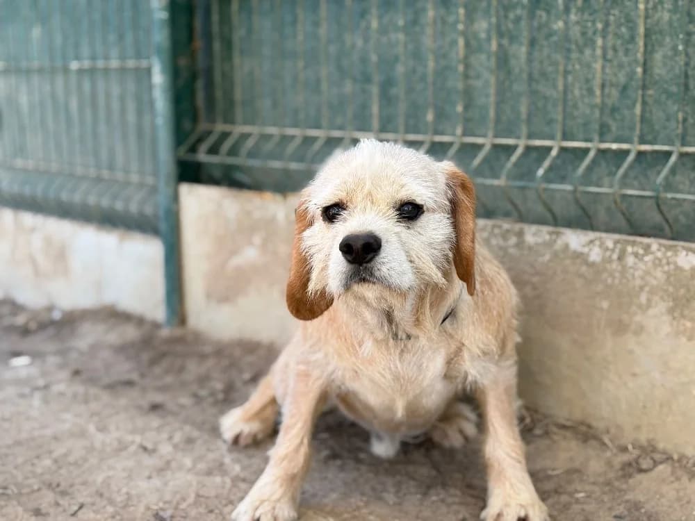 UMUT, male 6yo Beagle for adoption at SPA Cholet, Cholet