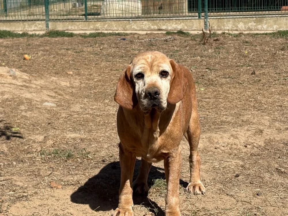 TUMAINI, male senior Beagle for adoption at SPA Cholet, Cholet