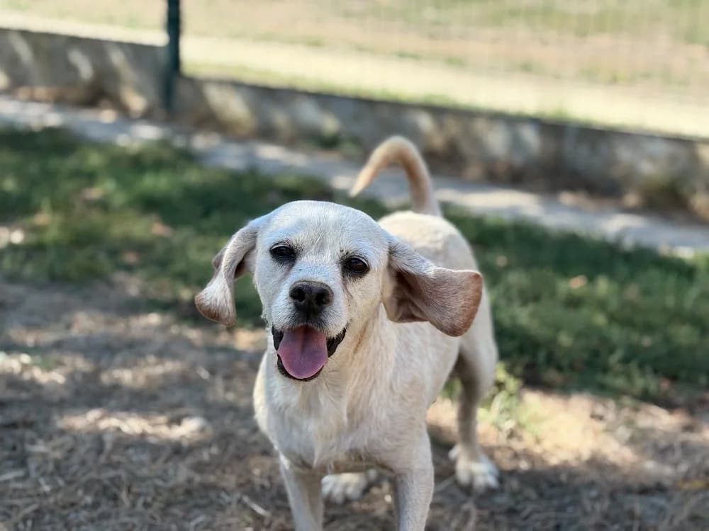 HAB, male senior Beagle for adoption at SPA Cholet, Cholet