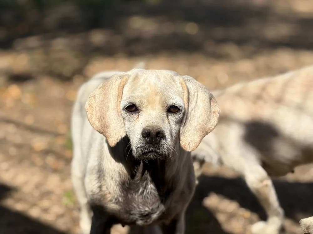 NADEJE, female 3yo Beagle for adoption at SPA Cholet, Cholet