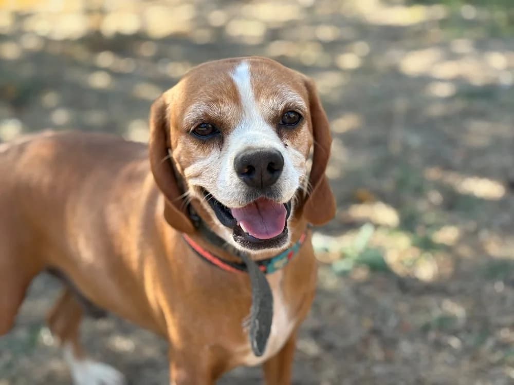 HOFFNUNG, male 5yo Beagle for adoption at SPA Cholet, Cholet