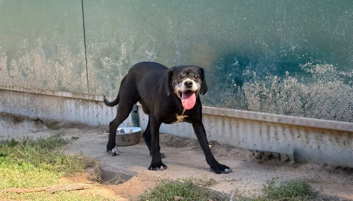 KIVO, male 6yo Beagle for adoption at SPA Cholet, Cholet
