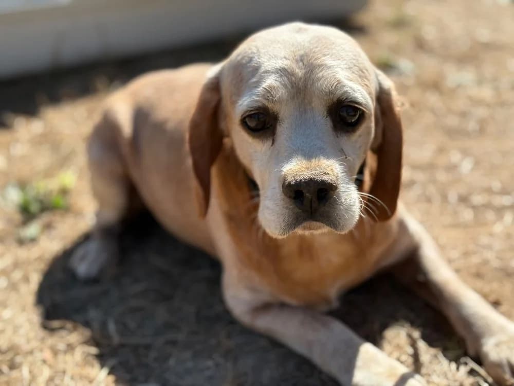 AMAL, male 5yo Beagle for adoption at SPA Cholet, Cholet