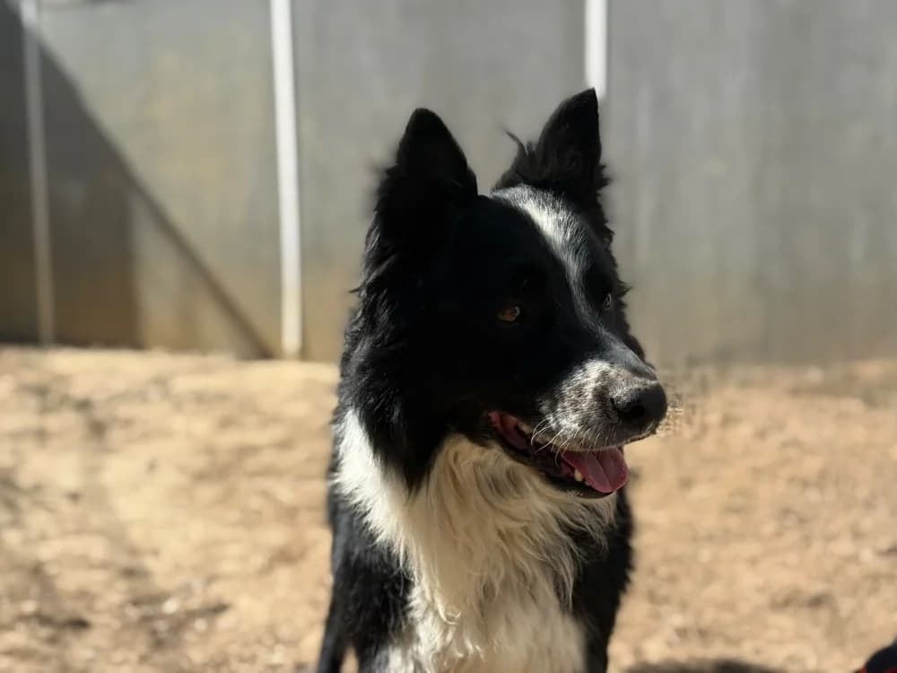 MOWGLY, male senior Border Collie for adoption at SPA Cholet, Cholet