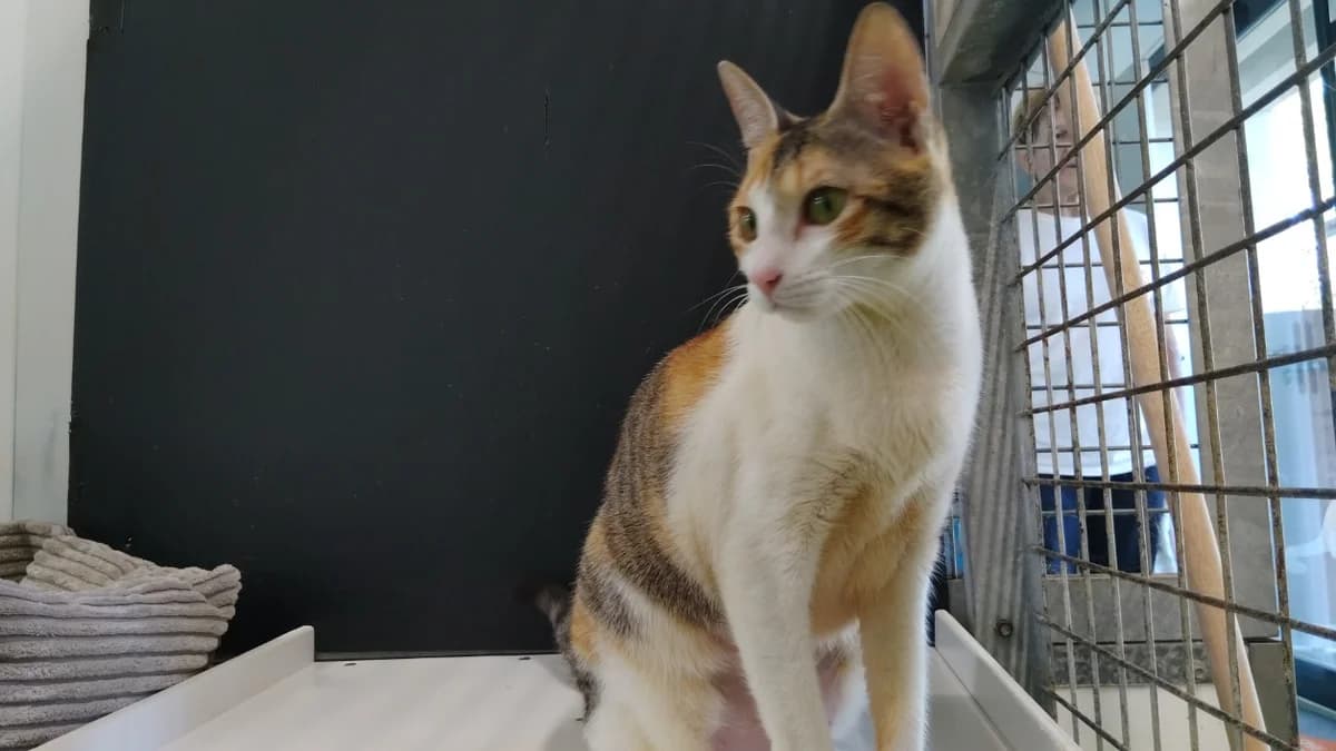 Tina, female Mixed Breed for adoption at SPA Cholet, Cholet