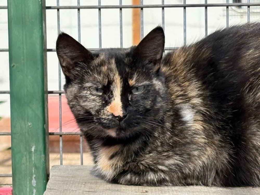 HAVANA, female 5yo mixed breed for adoption at SPA Cholet, Cholet