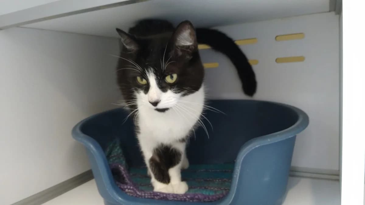 Pitchoune, male 6yo mixed breed for adoption at SPA Cholet, Cholet