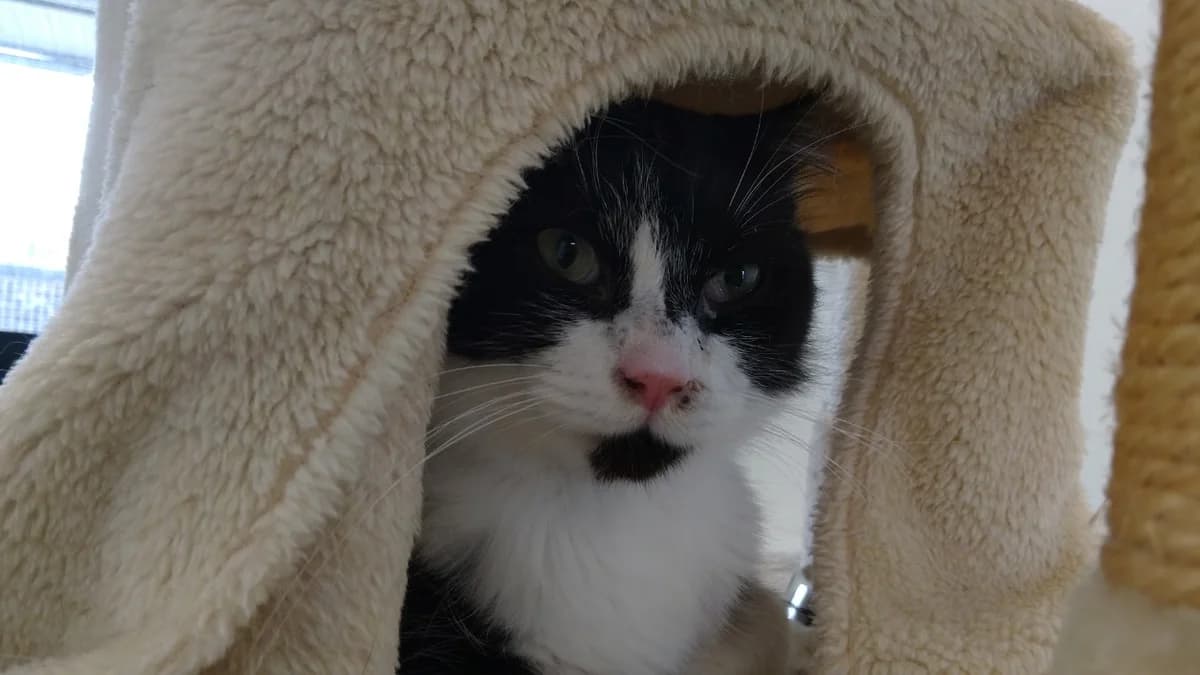 PANDA, male young Mixed Breed for adoption at SPA Cholet, Cholet