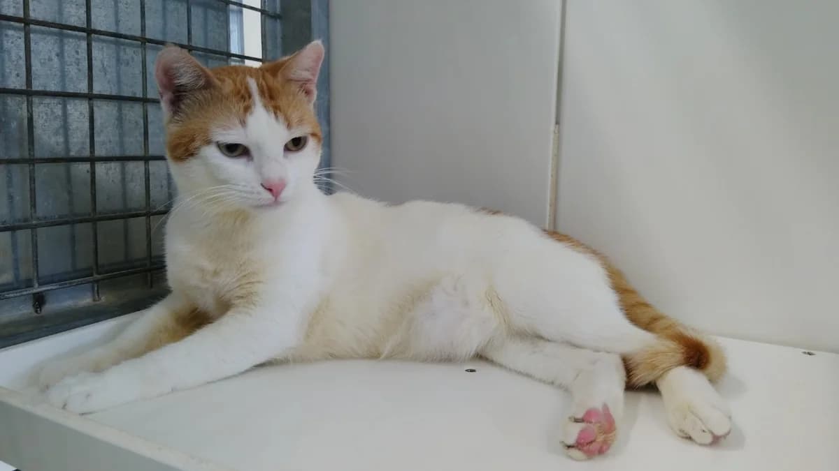 Teddy, male Mixed Breed for adoption at SPA Cholet, Cholet