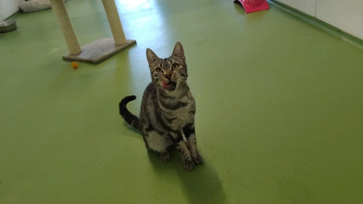 BUYKA, female Mixed Breed for adoption at SPA Cholet, Cholet