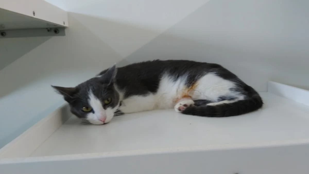 ISIS, female young Mixed Breed for adoption at SPA Cholet, Cholet