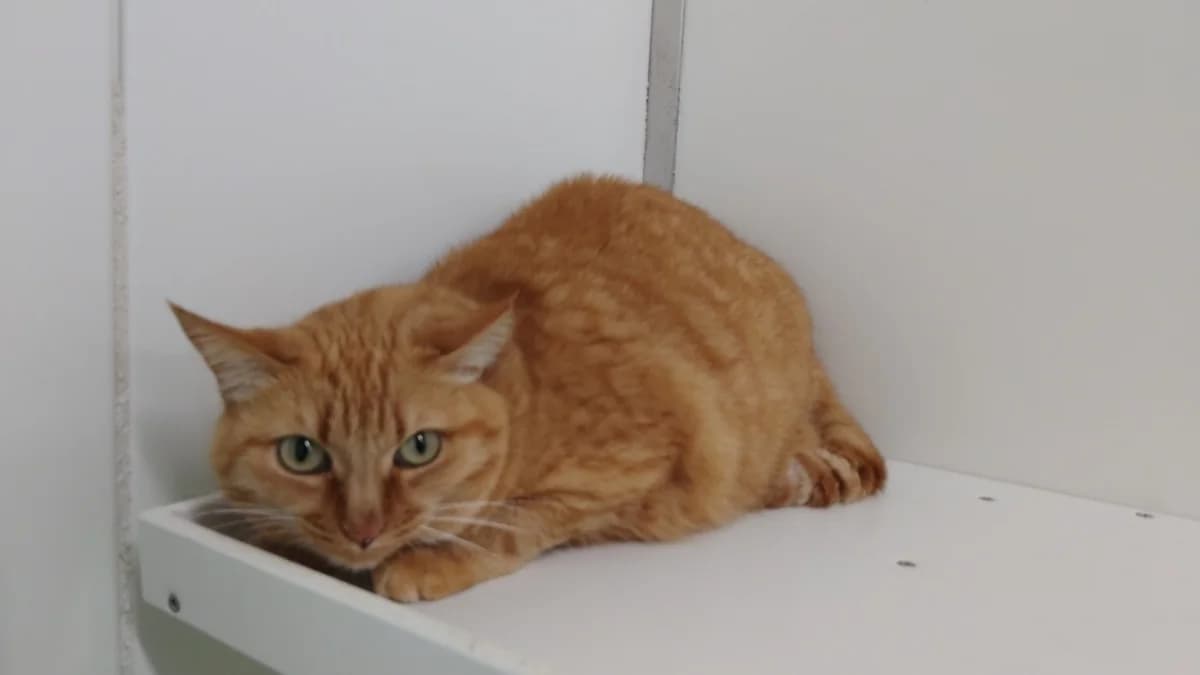 MIMITTE, female 7yo Mixed Breed for adoption at SPA Cholet, Cholet