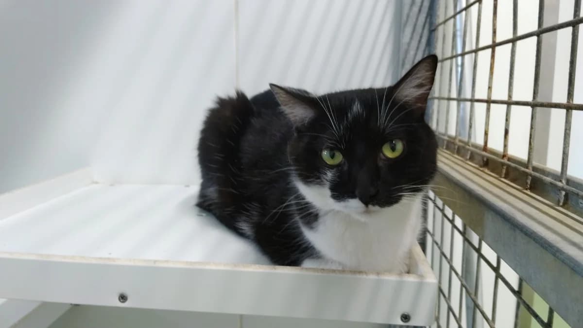 Félix, male young mixed breed for adoption at SPA Cholet, Cholet