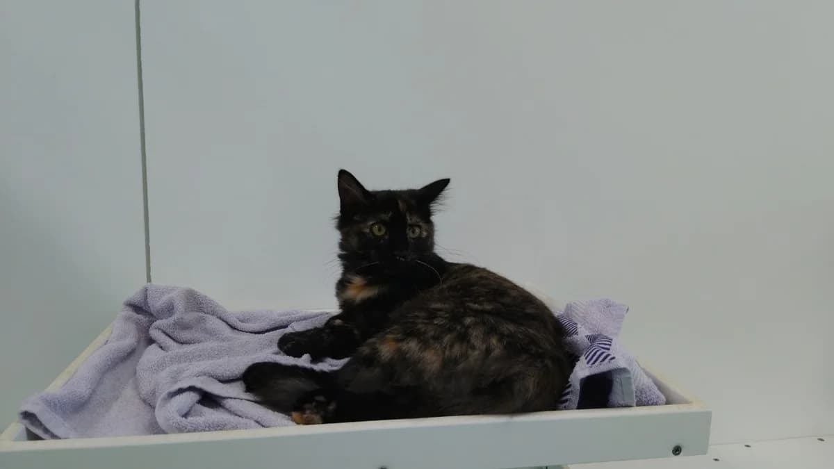 Clémentine, female Mixed Breed for adoption at SPA Cholet, Cholet