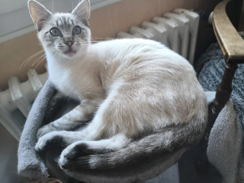 TIMOR, male Mixed Breed for adoption at SPA Cholet, Cholet